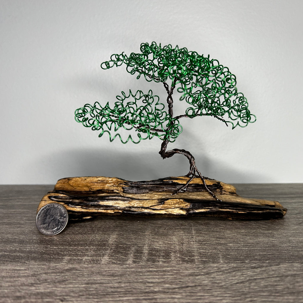 Small Green Bonsai on Driftwood