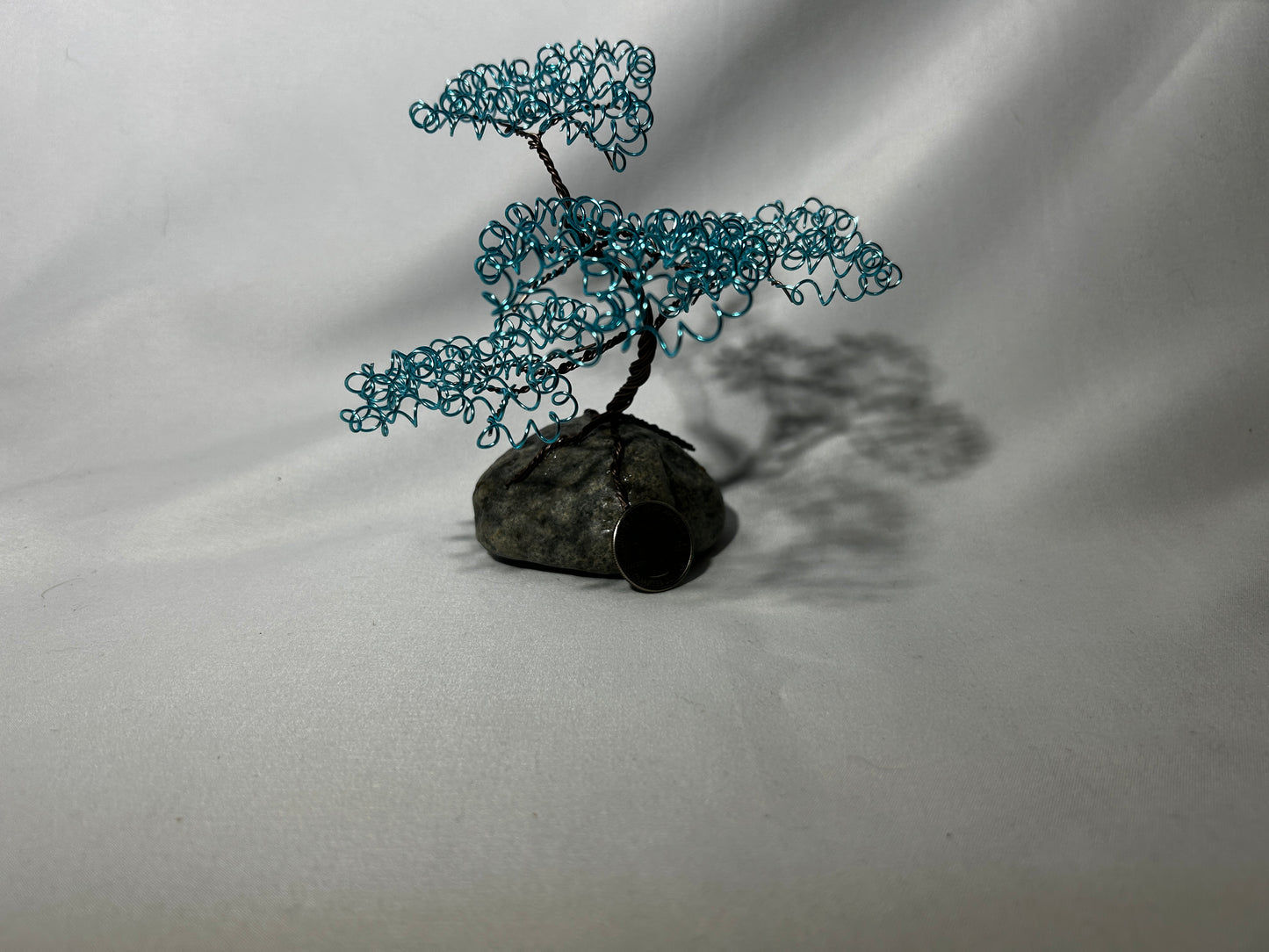 Small Baby Blue Bonsai on Rock