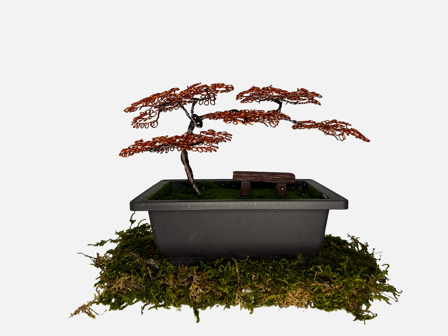 Canopy Bonsai With Bench