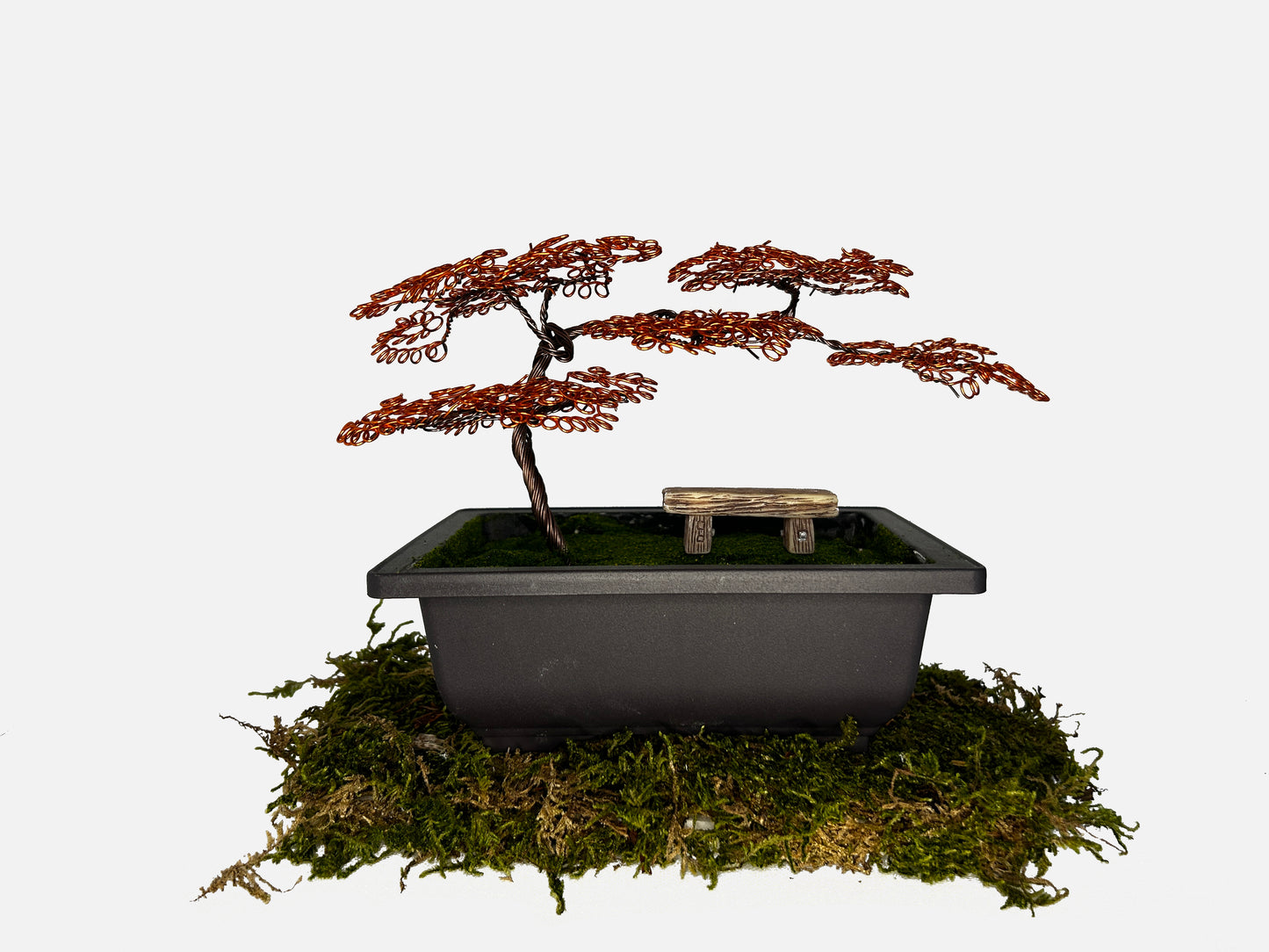 Canopy Bonsai With Bench