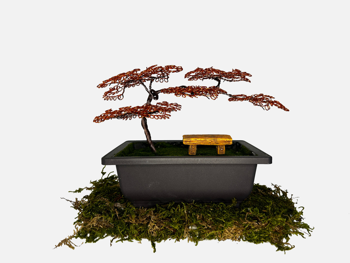 Canopy Bonsai With Bench
