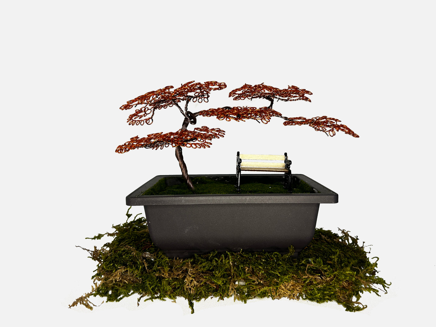Canopy Bonsai With Bench