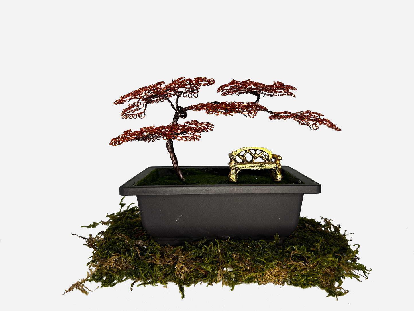 Canopy Bonsai With Bench