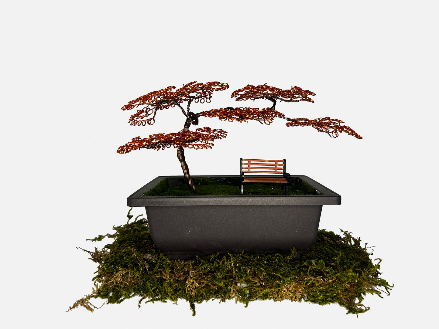 Canopy Bonsai With Bench