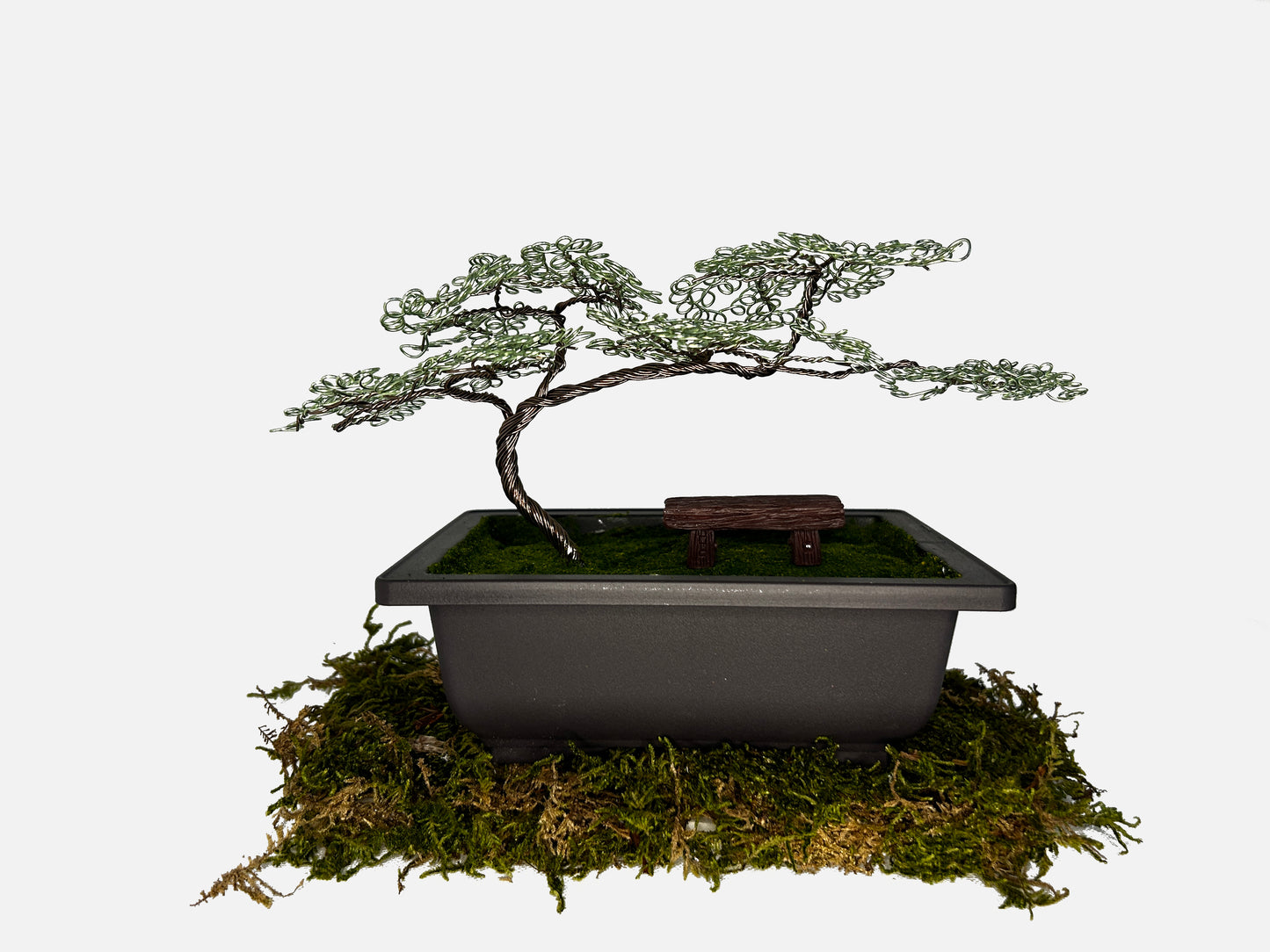 Canopy Bonsai With Bench