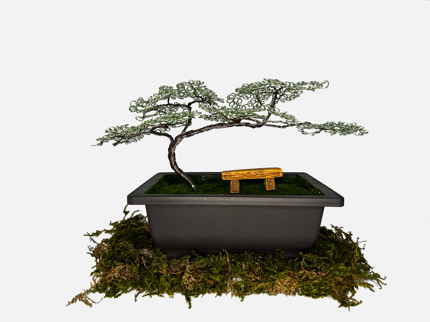 Canopy Bonsai With Bench
