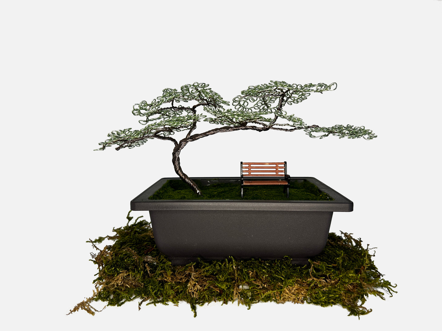 Canopy Bonsai With Bench