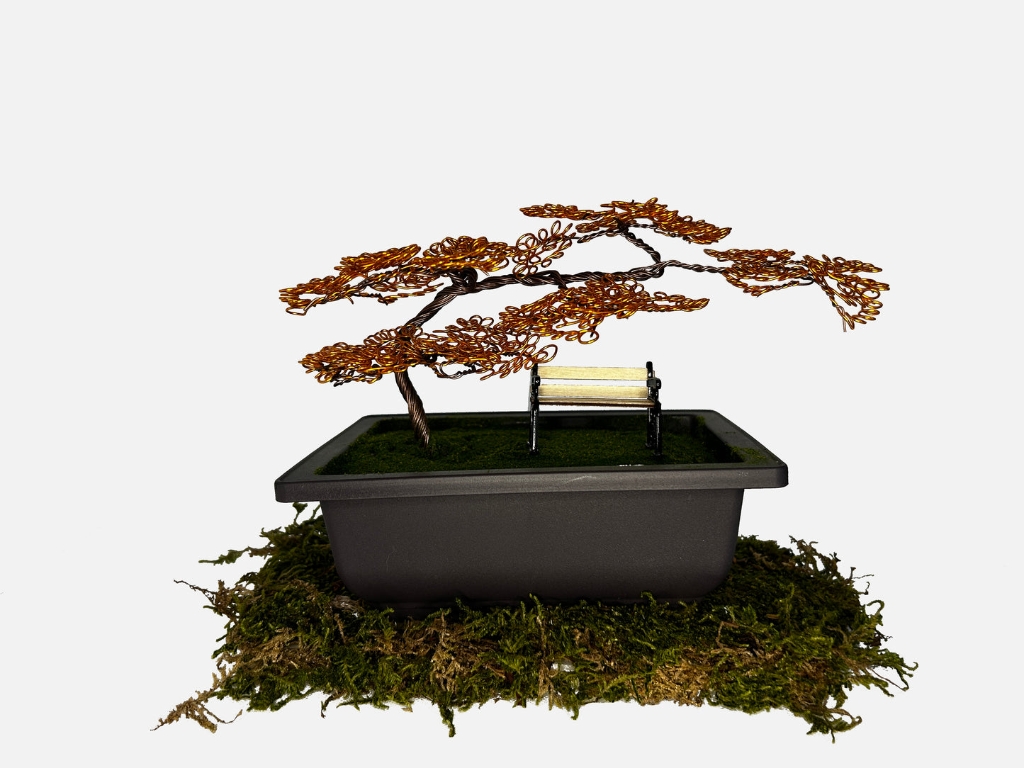 Canopy Bonsai With Bench