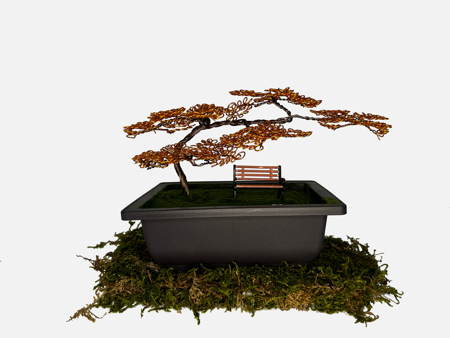 Canopy Bonsai With Bench