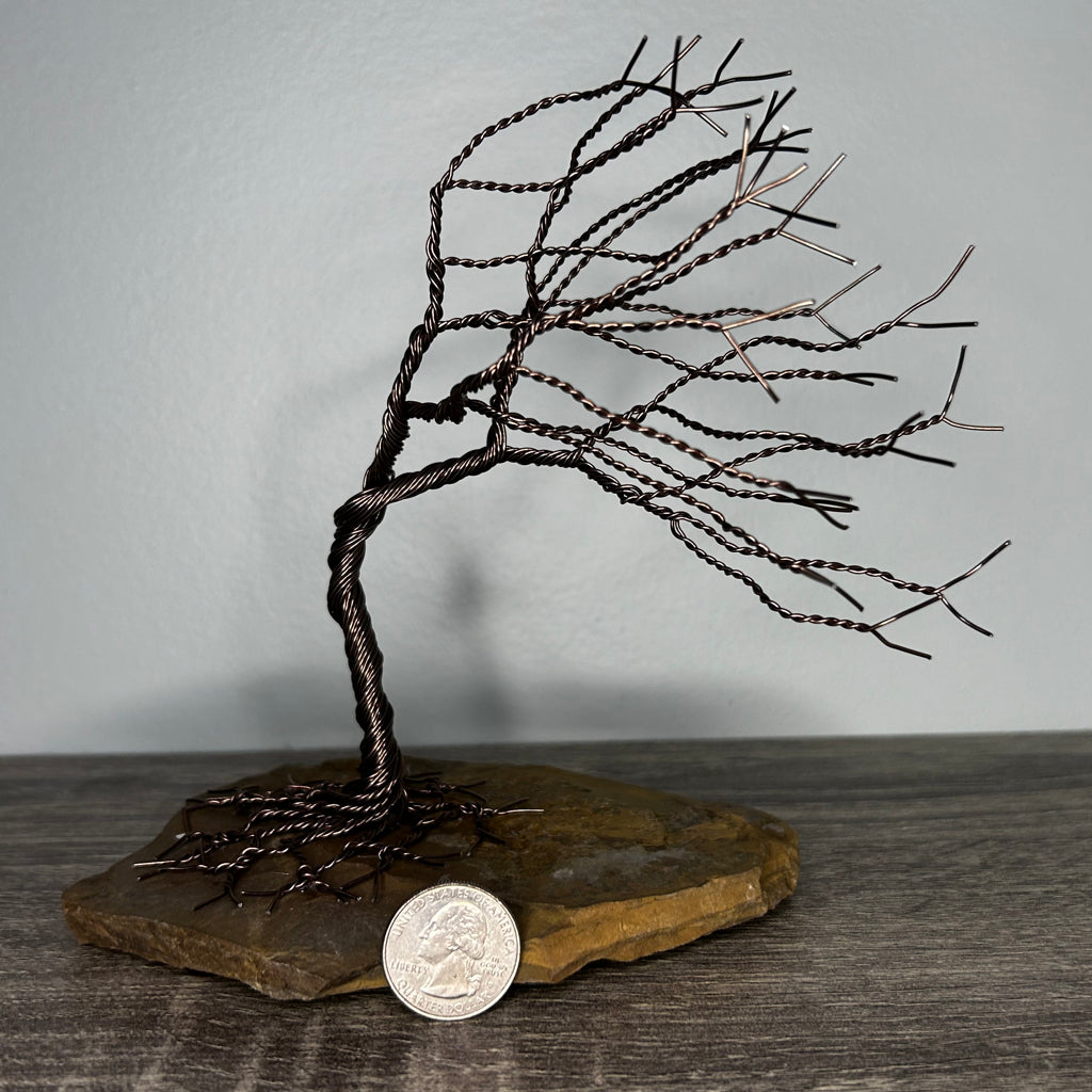 Wind Blown Tree - Brown on Rock