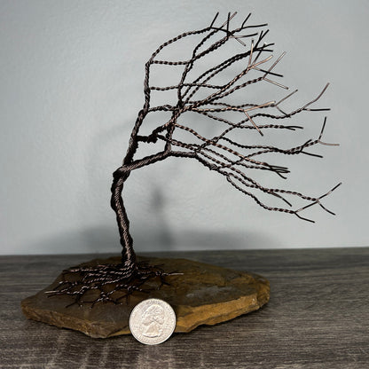 Wind Blown Tree - Brown on Rock