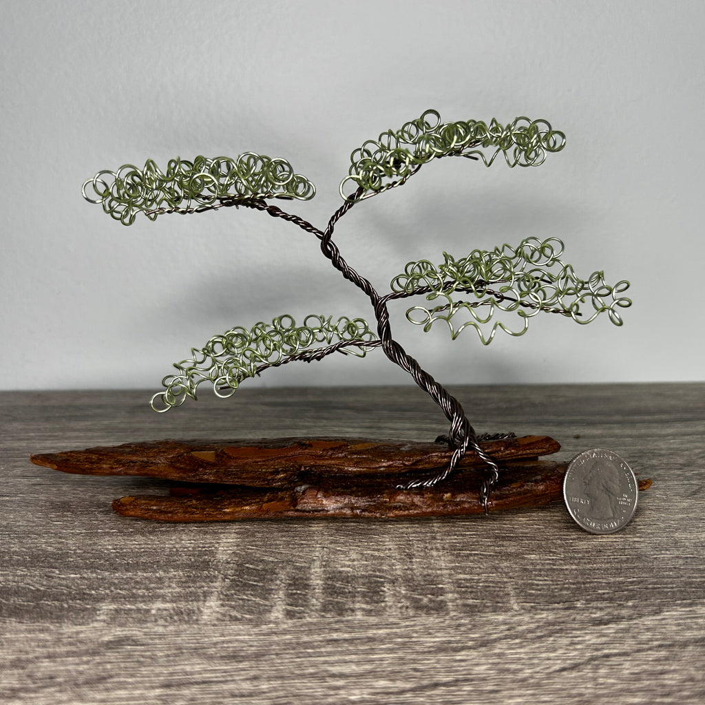 Small Green Bonsai on Driftwood