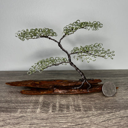 Small Green Bonsai on Driftwood