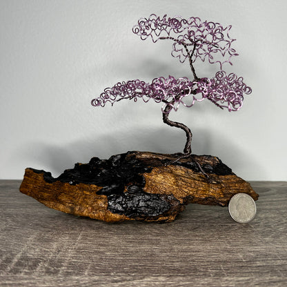 Small Pink Bonsai on Driftwood