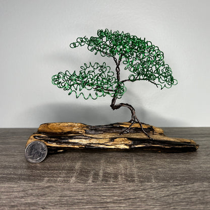 Small Green Bonsai on Driftwood