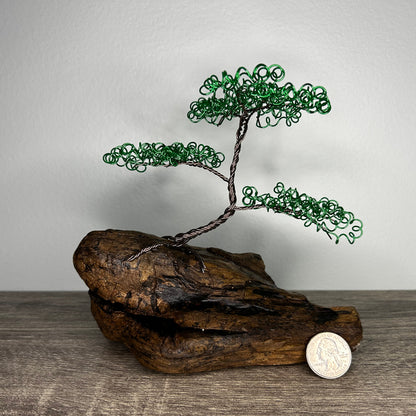 Small Green Bonsai on Driftwood