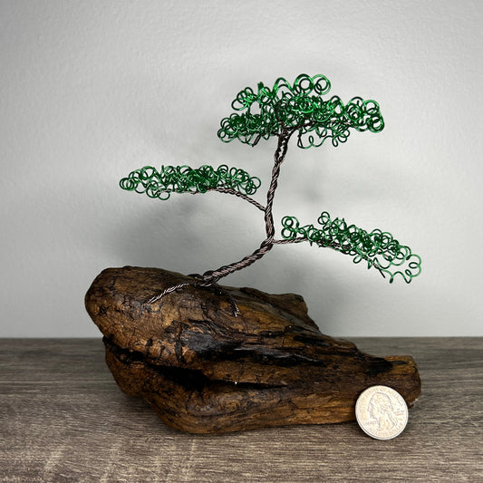 Small Green Bonsai on Driftwood