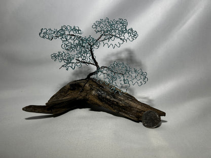 Small Light Blue Bonsai on Driftwood