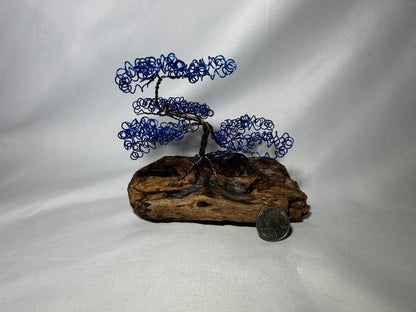 Small Blue Bonsai on Driftwood