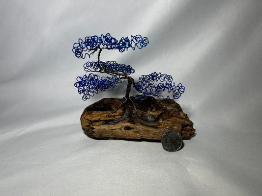 Small Blue Bonsai on Driftwood