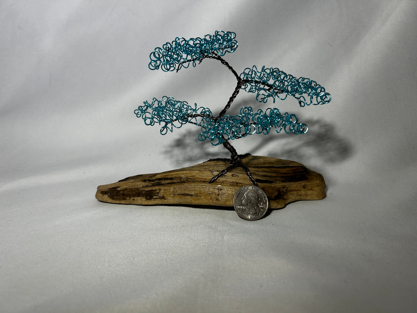 Small Baby Blue Bonsai on Driftwood