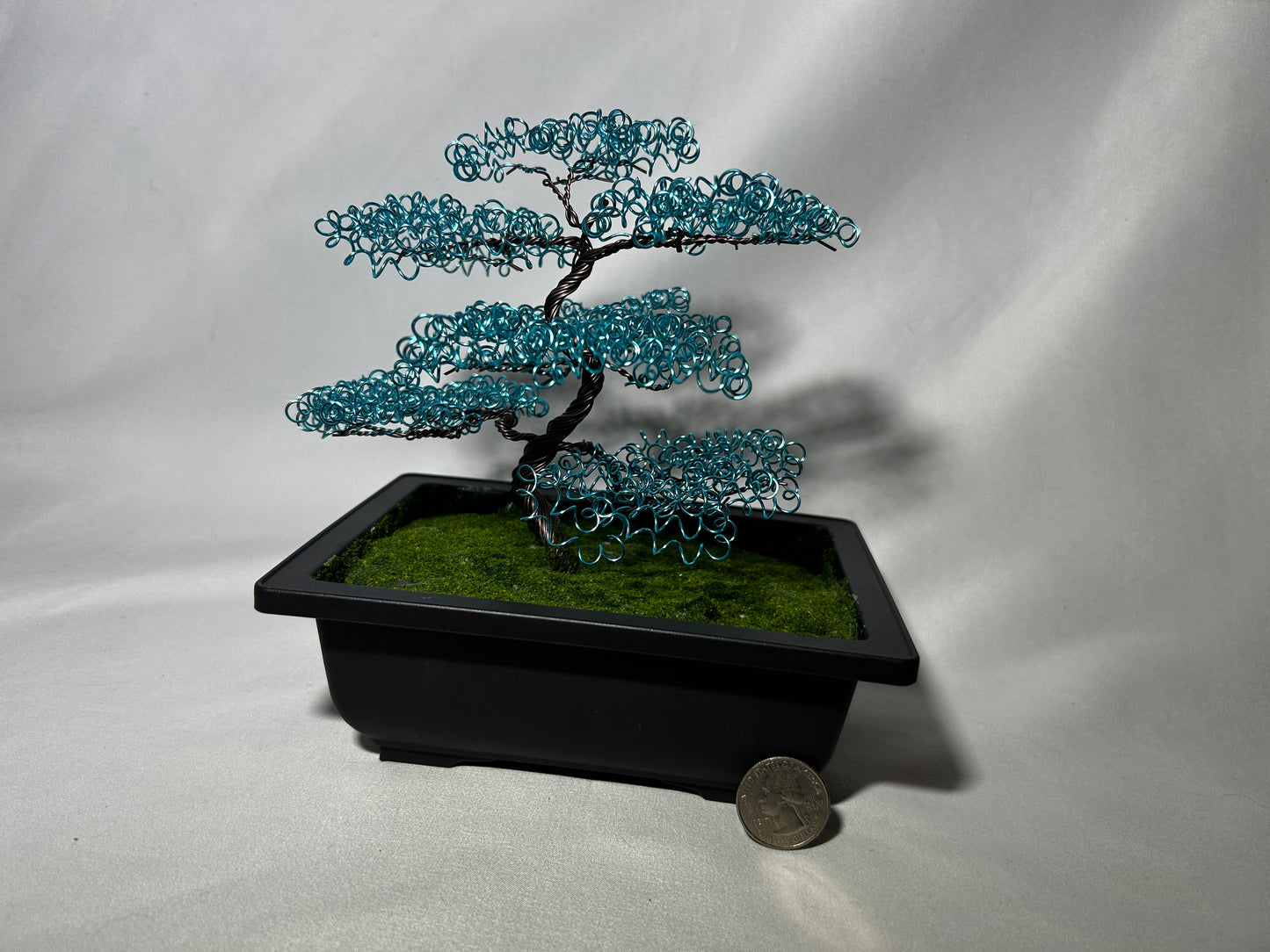 Baby Blue Bonsai Tree