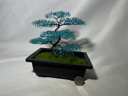 Baby Blue Bonsai Tree