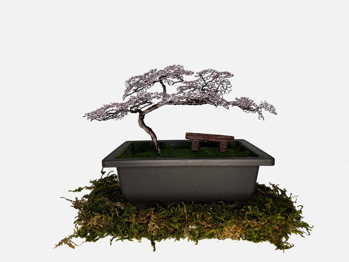 Canopy Bonsai With Bench