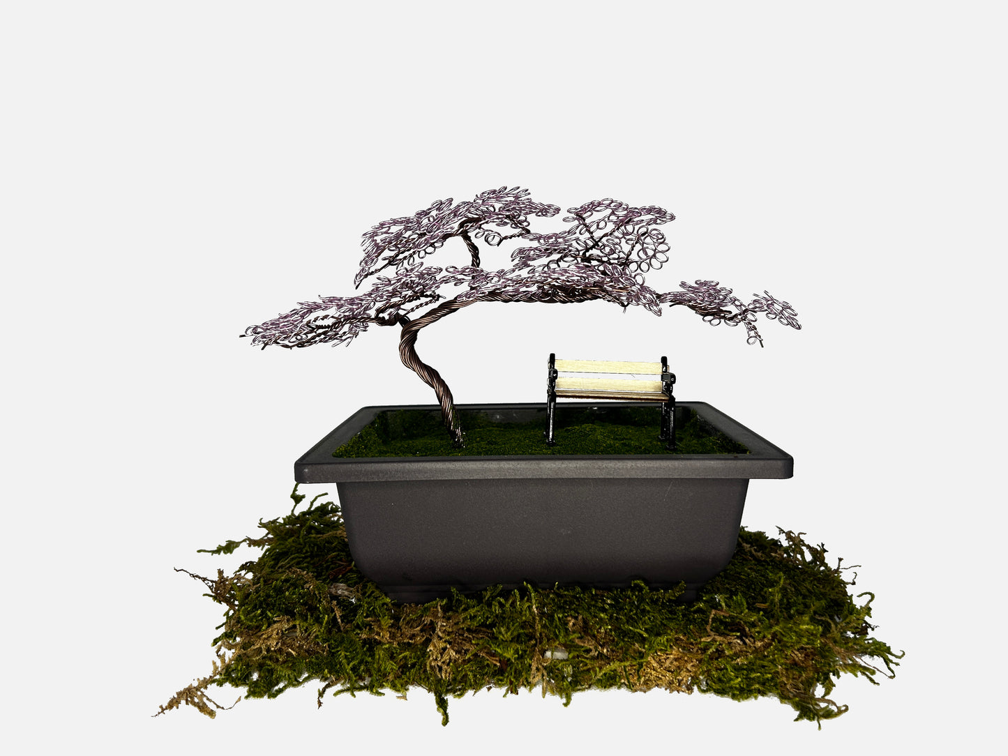 Canopy Bonsai With Bench