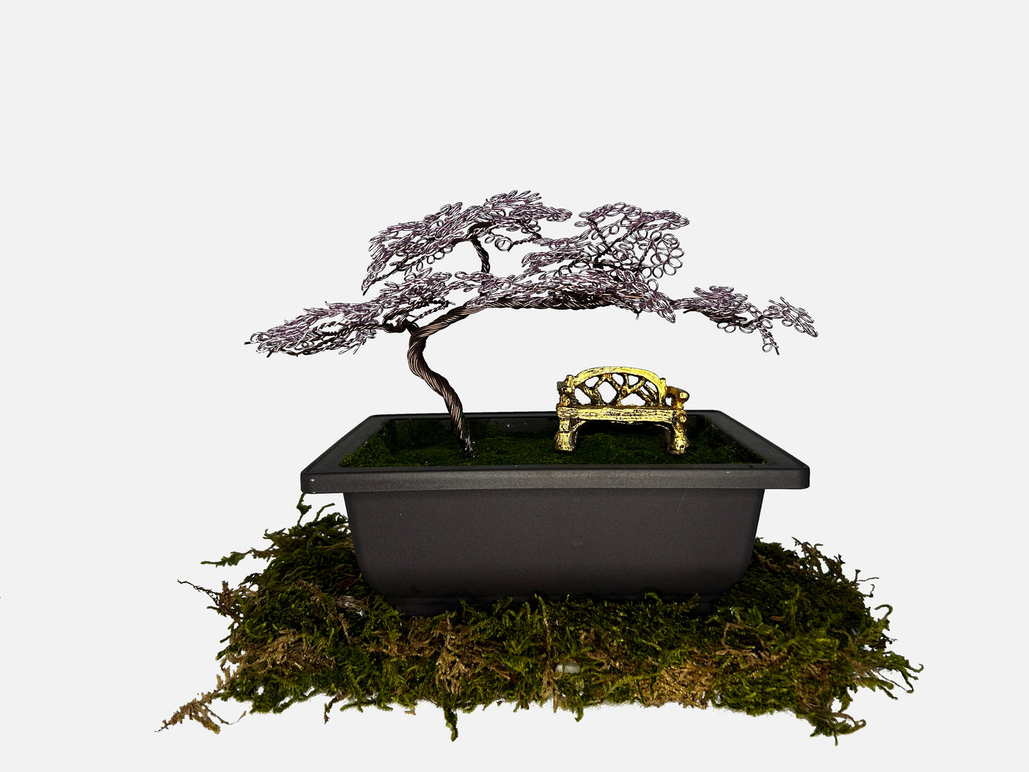 Canopy Bonsai With Bench