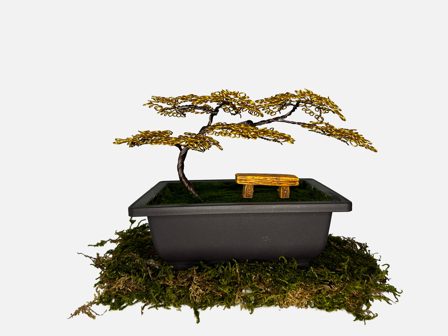 Canopy Bonsai With Bench