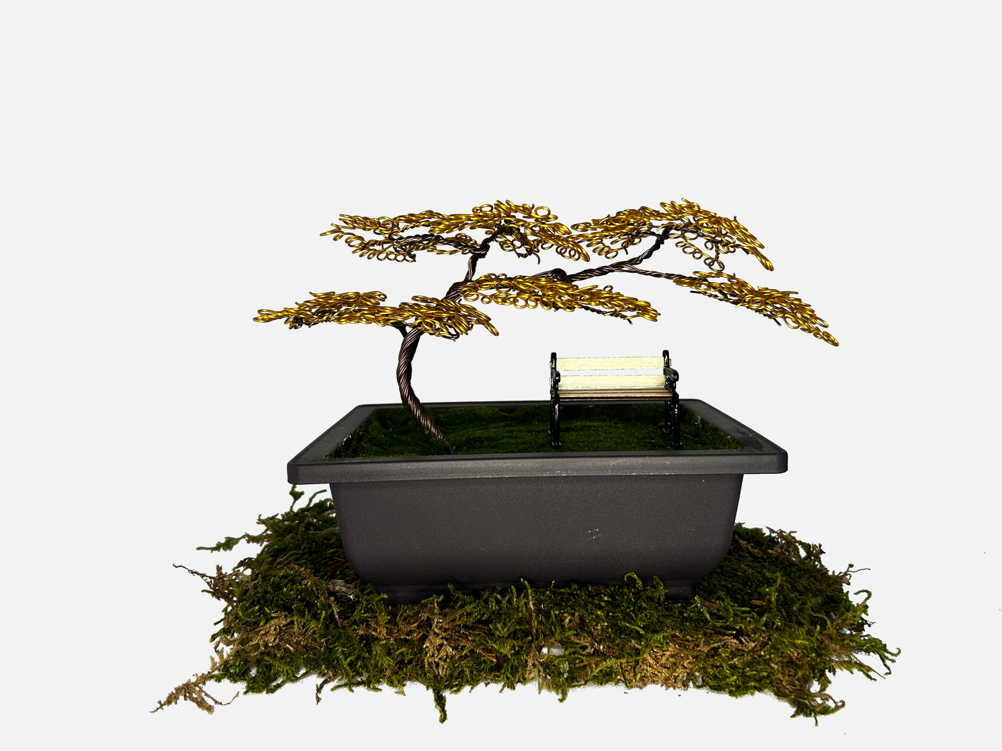 Canopy Bonsai With Bench