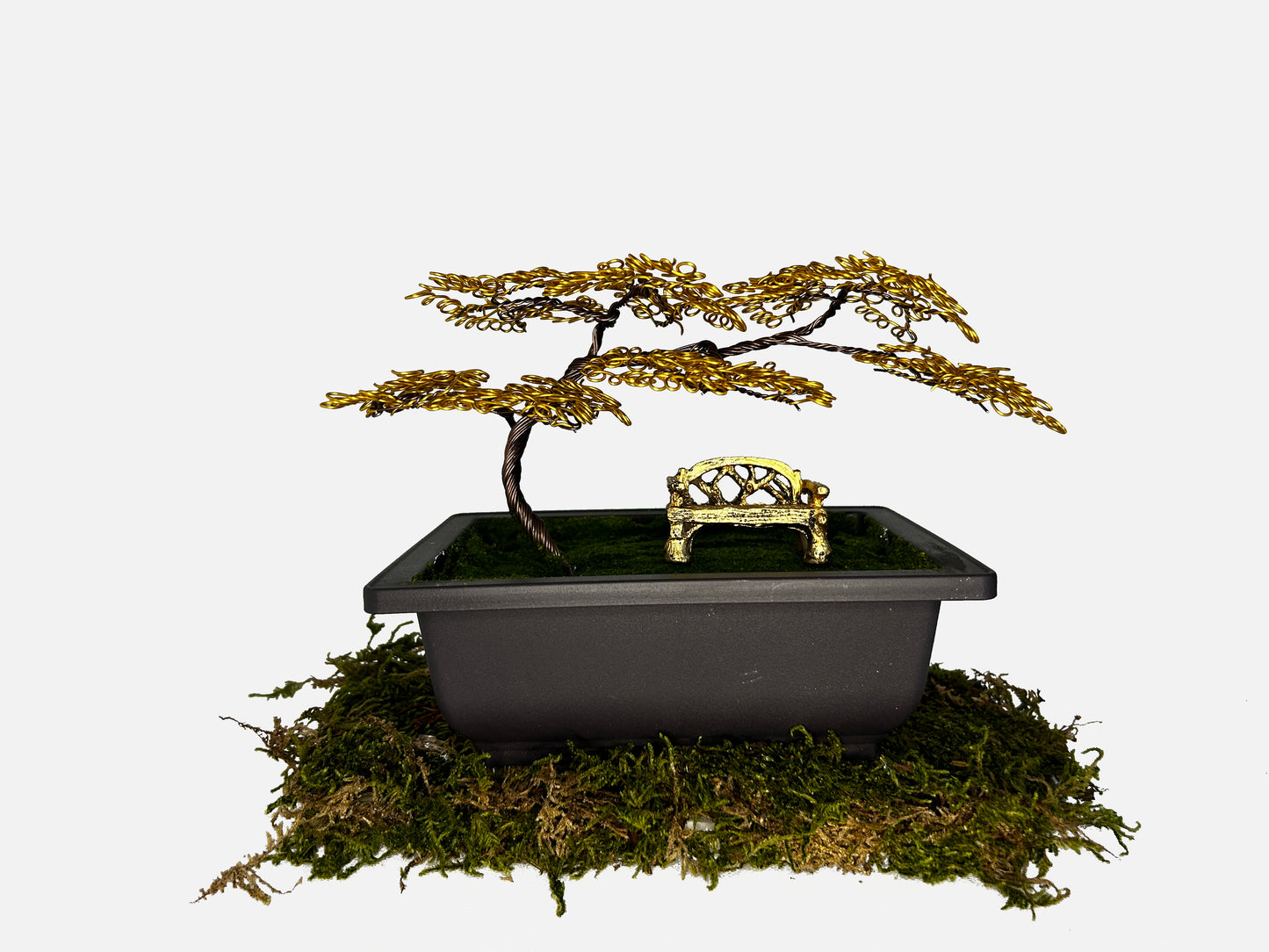 Canopy Bonsai With Bench